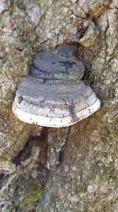 Attēlu rezultāti vaicājumam “Phellinus igniarius”