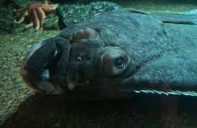 Image result for Hippoglossus hippoglossus