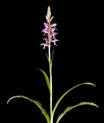 Attēlu rezultāti vaicājumam “Dactylorhiza cruenta flower”