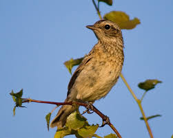 Attēlu rezultāti vaicājumam “Saxicola rubetra”