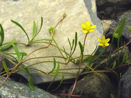 Attēlu rezultāti vaicājumam “Ranunculus flammula fruit”