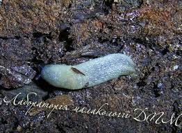 Attēlu rezultāti vaicājumam “Krynickillus melanocephalus”