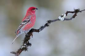 Attēlu rezultāti vaicājumam “Pinicola enucleator adult”