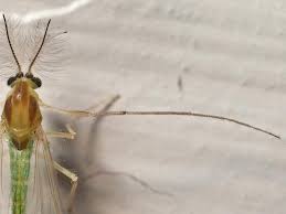 Attēlu rezultāti vaicājumam “Tanytarsus”