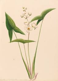 Attēlu rezultāti vaicājumam “Sagittaria sagittifolia”