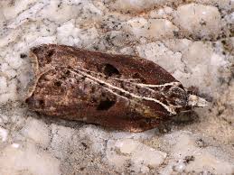 Attēlu rezultāti vaicājumam “Acleris bergmanniana”