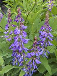 Attēlu rezultāti vaicājumam “Galega orientalis fruit”