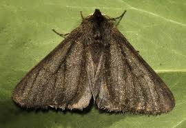 Attēlu rezultāti vaicājumam “Phigalia pilosaria”