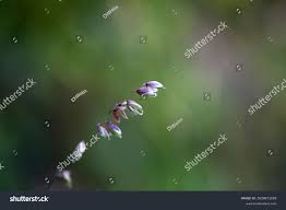 Attēlu rezultāti vaicājumam “Melica nutans leaf”