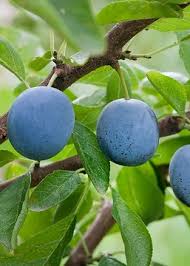 Attēlu rezultāti vaicājumam “Prunus domestica subsp. insitita fruit”