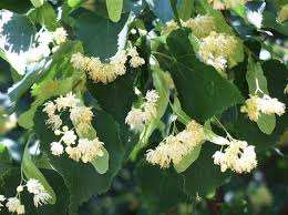 Attēlu rezultāti vaicājumam “Tilia cordata”