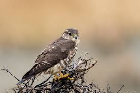Image result for Falco columbarius