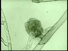 Attēlu rezultāti vaicājumam “Funaria hygrometrica sporophyte”