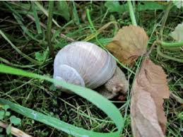 Attēlu rezultāti vaicājumam “Helix pomatia”