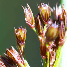 Attēlu rezultāti vaicājumam “Juncaceae”