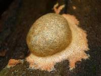 Attēlu rezultāti vaicājumam “Fuligo luteonitens macro”