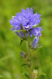 Attēlu rezultāti vaicājumam “Campanula cervicaria bud”