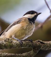Attēlu rezultāti vaicājumam “Poecile palustris adult”