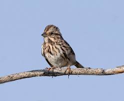 Image result for Melospiza melodia