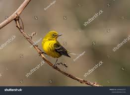 Image result for Dendroica pensylvanica