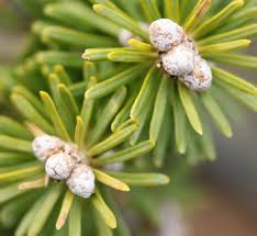 Attēlu rezultāti vaicājumam “Abies mariesii”