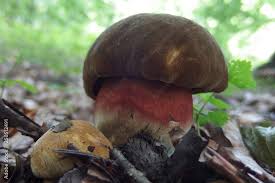 Attēlu rezultāti vaicājumam “Sutorius luridiformis”