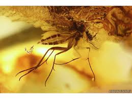 Attēlu rezultāti vaicājumam “Mycetophilidae”