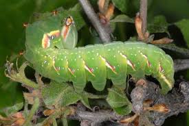 Attēlu rezultāti vaicājumam “Peridea anceps”