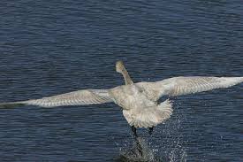 Attēlu rezultāti vaicājumam “Cygnus columbianus”