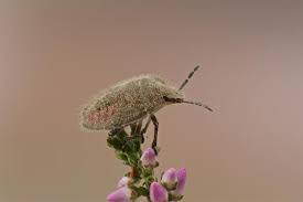 Attēlu rezultāti vaicājumam “Dolycoris baccarum”