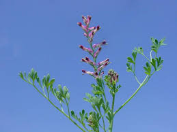 Attēlu rezultāti vaicājumam “Fumaria officinalis”