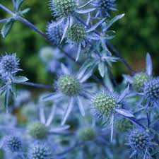 Attēlu rezultāti vaicājumam “Eryngium planum flower”