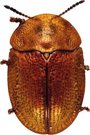 Attēlu rezultāti vaicājumam “Cassida”