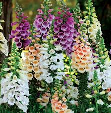 Attēlu rezultāti vaicājumam “Digitalis purpurea flower”