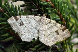 Attēlu rezultāti vaicājumam “Macaria signaria”