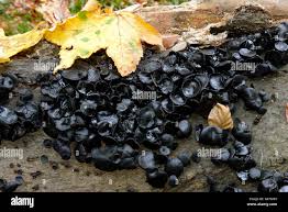 Attēlu rezultāti vaicājumam “Exidia truncata”