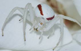 Image result for crab spider