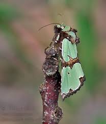 Attēlu rezultāti vaicājumam “Staurophora celsia”