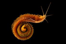 Attēlu rezultāti vaicājumam “Didymium serpula macro”