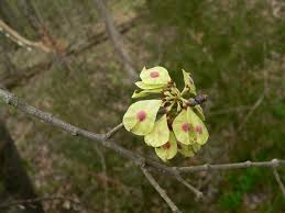 Attēlu rezultāti vaicājumam “Ulmus laevis flower”