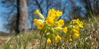 Image result for Schlüsselblumen