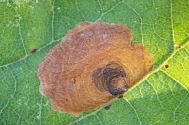 Attēlu rezultāti vaicājumam “Tischeriidae”