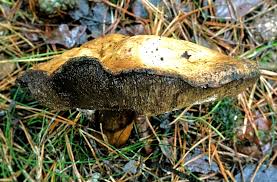 Attēlu rezultāti vaicājumam “Coriolopsis trogii”