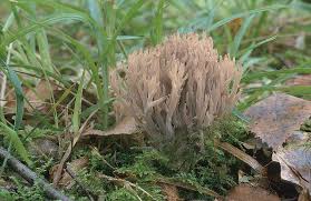 Attēlu rezultāti vaicājumam “Clavulina cinerea”