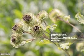 Attēlu rezultāti vaicājumam “Arctium lappa fruit”