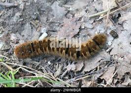 Attēlu rezultāti vaicājumam “Lasiocampa quercus larva”