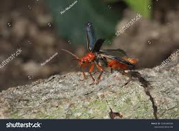 Attēlu rezultāti vaicājumam “Rhamnusium bicolor”