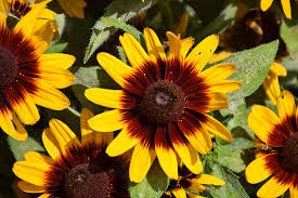 Attēlu rezultāti vaicājumam “Saussurea esthonica flower”