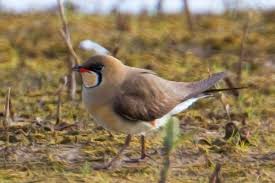 Image result for Glareola maldivarum