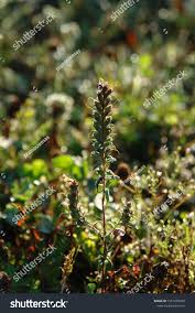 Attēlu rezultāti vaicājumam “Odontites vulgaris leaf”